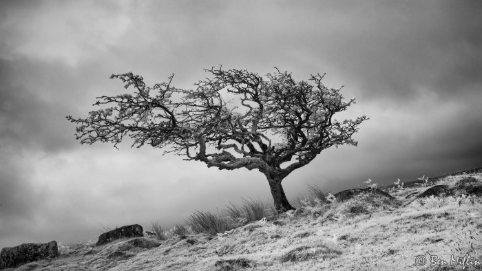 Dartmoor in Infrared