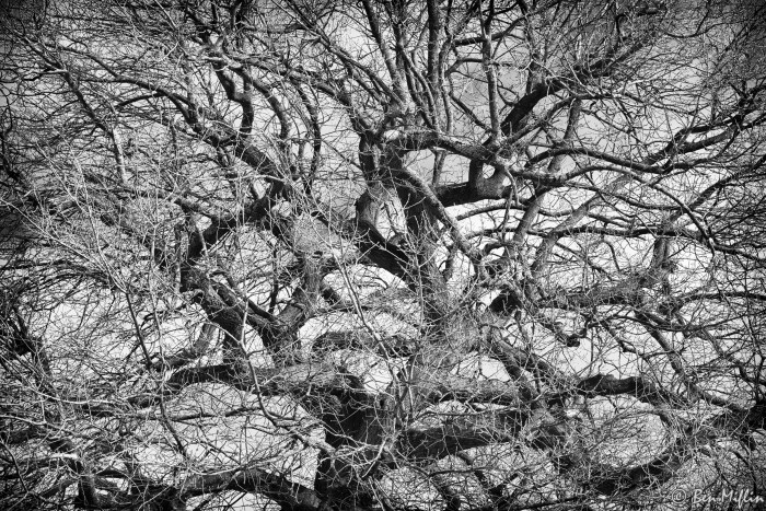 Trees