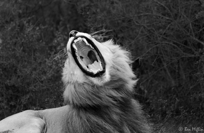 Wild Animals